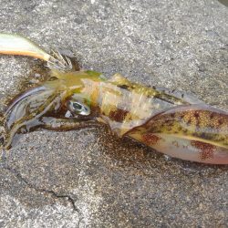 越前海岸でエギング